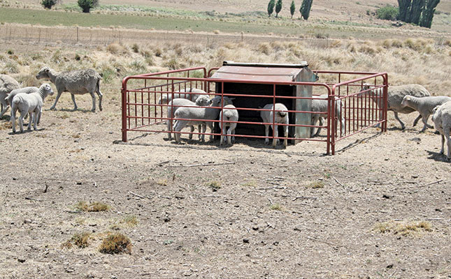 Common livestock illnesses and how to treat them Common livestock illnesses and how to treat them