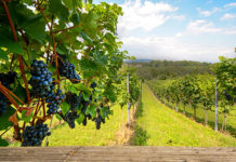 Australian table grape exports reach half-a-billion mark