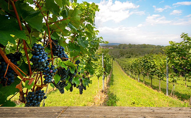 Australian table grape exports reach half-a-billion mark