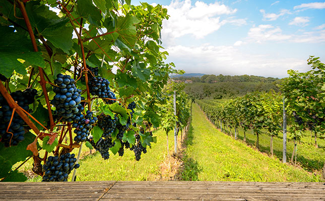 Australian table grape exports reach half-a-billion mark Australian table grape exports reach half-a-billion mark