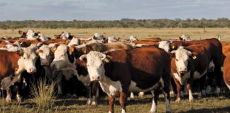 Argentinian ranchers cull breeding cows as inflation bites