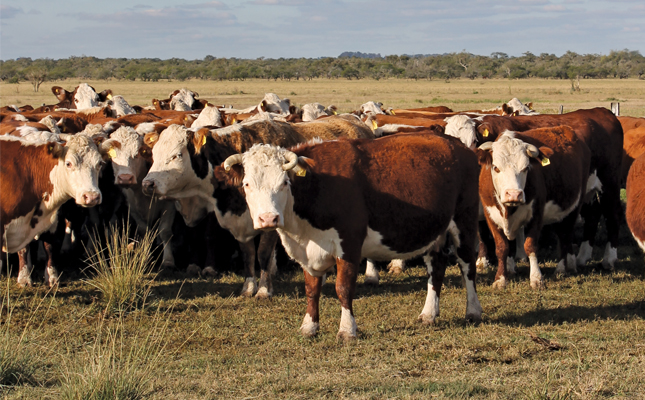 Argentinian ranchers cull breeding cows as inflation bites