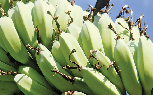 Latin America prepares for killer banana virus Latin America prepares for killer banana virus