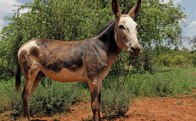 Pretoria breeder’s passion to save SA’s spotted donkey