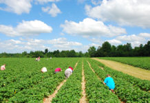 Major losses for Canadian agri sector due to labour shortages