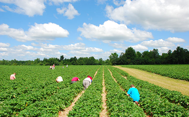 Major losses for Canadian agri sector due to labour shortages Major losses for Canadian agri sector due to labour shortages