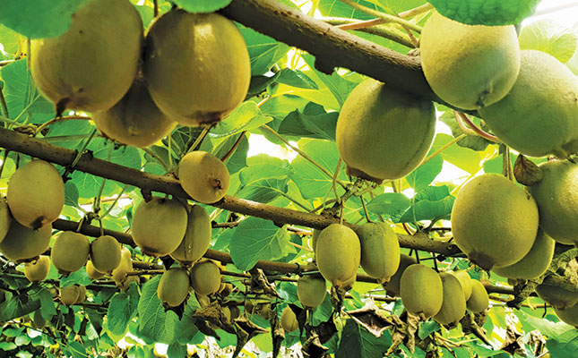 Well-managed soil: the key to high-yielding gold kiwifruit