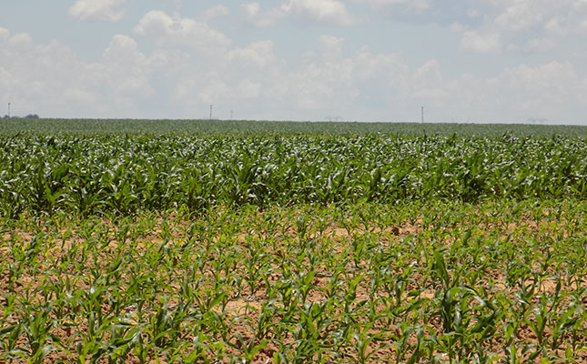 Stolen maize costs Free State farmers millions