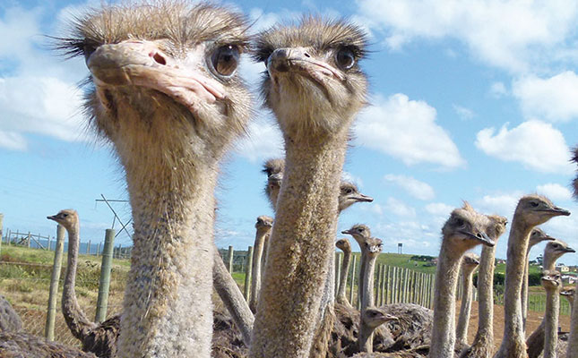 Ostrich processors challenge CompCom merger prohibition Ostrich processors challenge CompCom merger prohibition