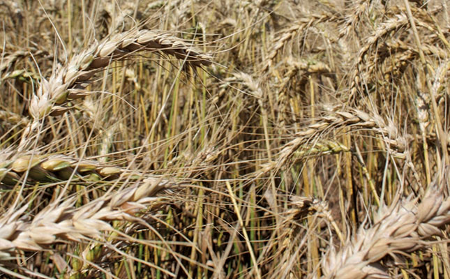 Extreme temperatures endanger Baltic region crops