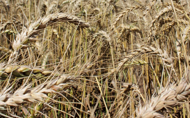 Extreme temperatures endanger Baltic region crops Extreme temperatures endanger Baltic region crops
