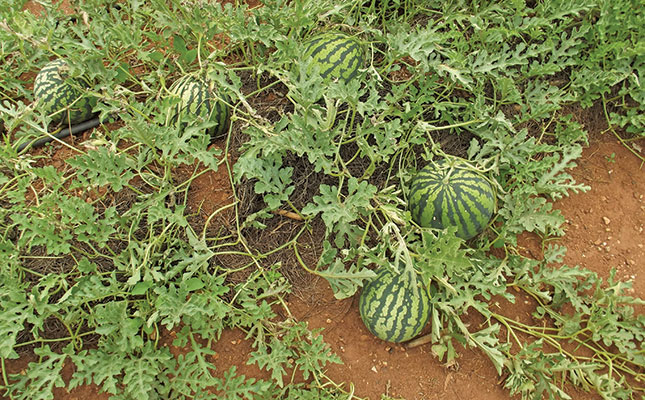 Watermelon planting tips