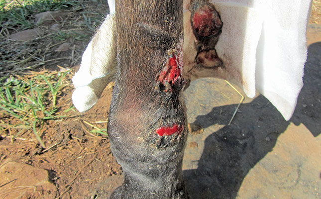 How to treat your horse’s wounds