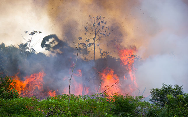 Agriculture pushing Amazon deforestation to record levels