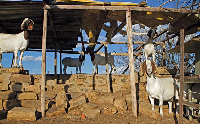 Intensive Boer goat farming: Good money, endless demand