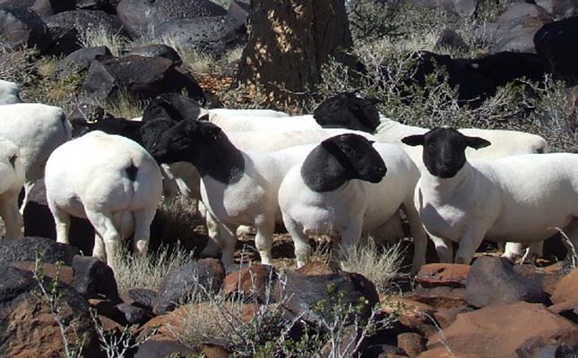 Namibia’s small-stock export scheme suspended