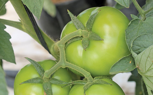 Novice tunnel farmer wins with hydroponics