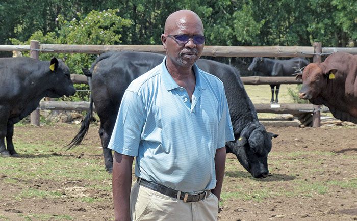 Nkosemntu Nika brangus stud breeder