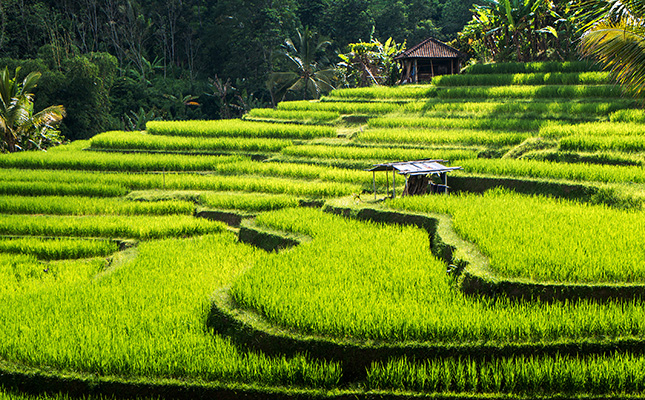 Indonesia plans to carry out cloud-seeding to save crops