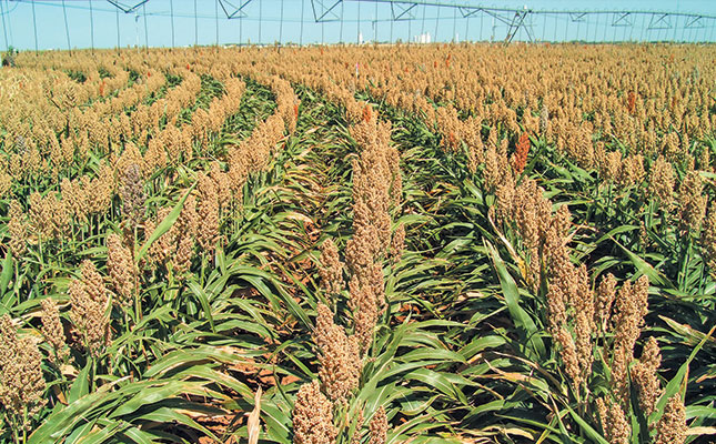 Calling all small-scale black sorghum farmers