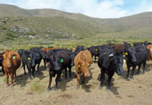 Brangus cattle