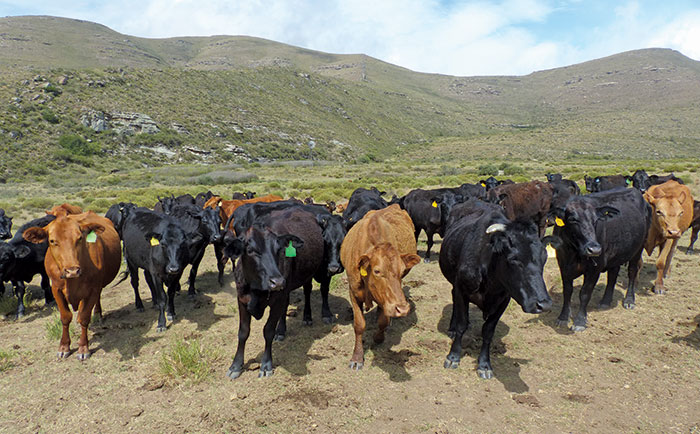 Brangus cattle