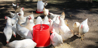World-class training for SA small-scale poultry farmers