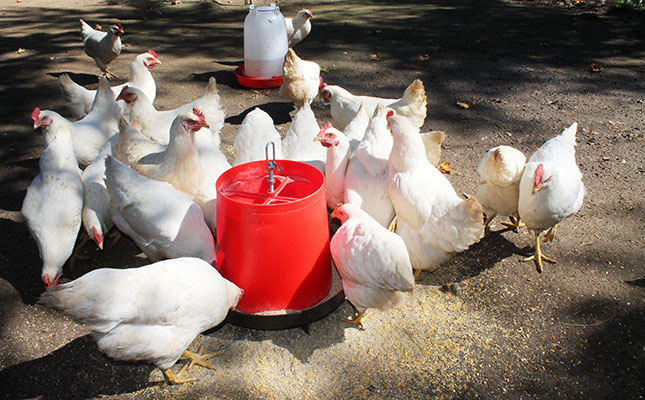 World-class training for SA small-scale poultry farmers