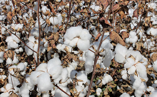 Global trade tensions and weak economy hamper cotton prices Global trade tensions and weak economy hamper cotton prices