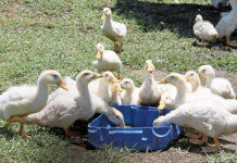 free-range ducks