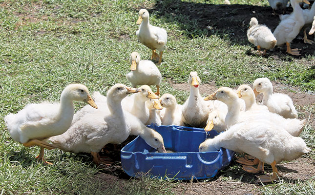 Free-range duck farming in KZN: Why less is more