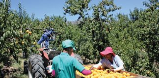 farmworkers picking peaches