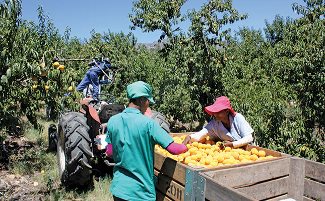 farmworkers picking peaches