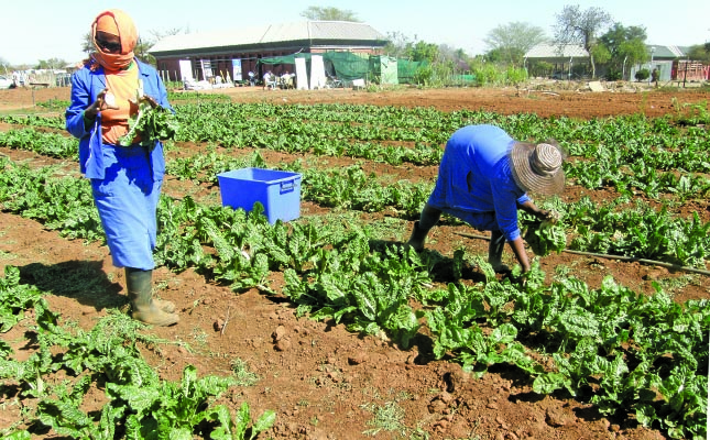 Women in agri can create jobs, ensure food security