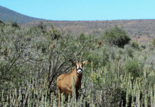 roan-antelope