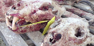 Lion bone export quota ‘unlawful’ – High Court