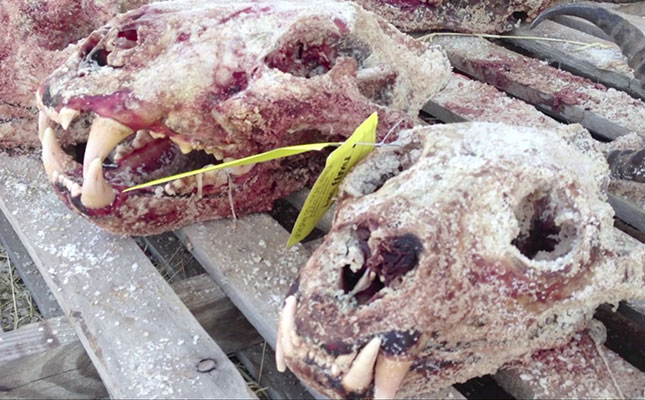 Lion bone export quota ‘unlawful’ – High Court