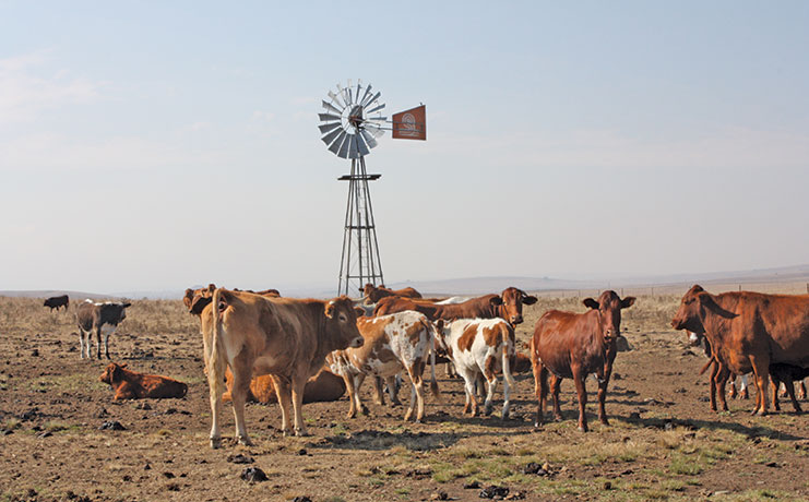 Farming smarter can reduce methane emissions from livestock