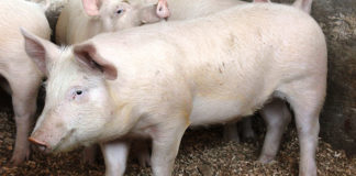 New African swine fever outbreak in Gauteng