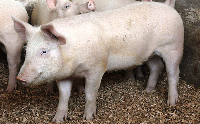 New African swine fever outbreak in Gauteng