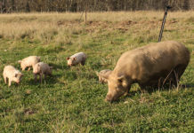 African swine fever threatens Eastern European pork industry