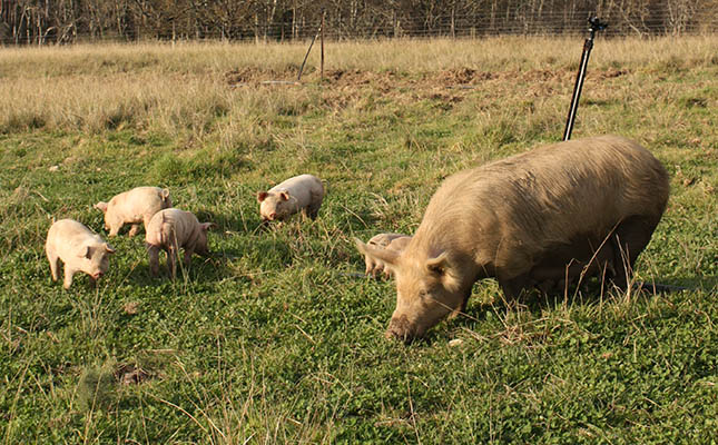 African swine fever threatens Eastern European pork industry