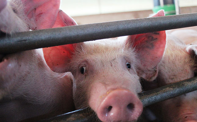 Small-scale operations most susceptible to African swine fever