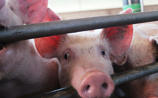 Small-scale operations most susceptible to African swine fever Small-scale operations most susceptible to African swine fever