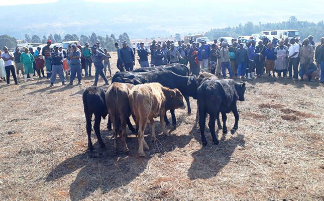 Over 200 stolen animals recovered in cross-border operation