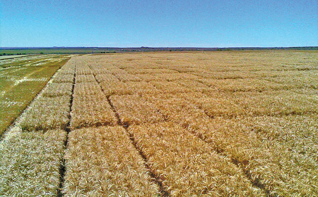 Expert tips to get the most from irrigated wheat