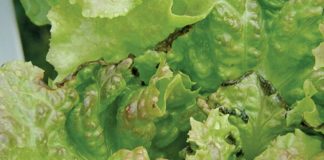 lettuce burnt rotting signs of calcium deficiency.