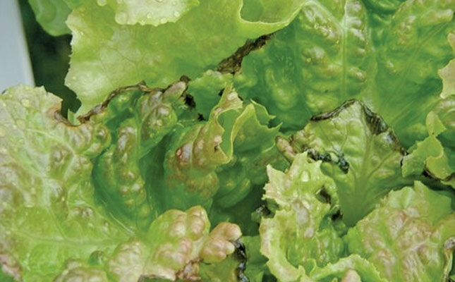 Solving calcium deficiency for better-quality crops Solving calcium deficiency for better-quality crops