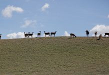Deer farming in New Zealand