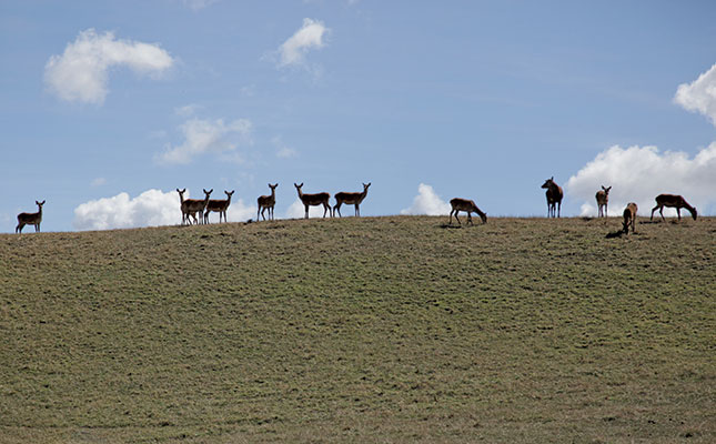 Deer farming: a big export business in New Zealand